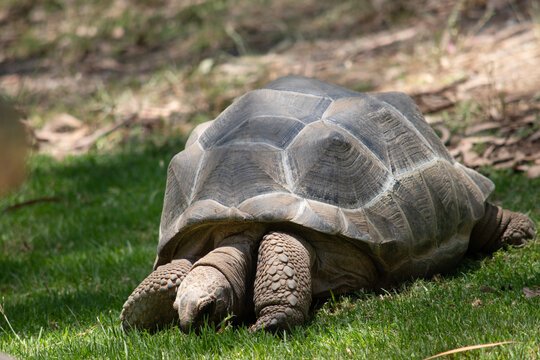 the aldabras tortoises is eating grass
