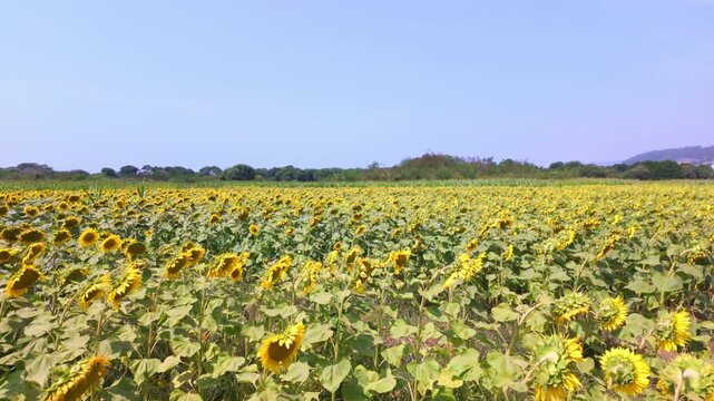 A wide expanse of golden sunflowers blankets a rural field under soft daytime lighting, showcasing vibrant green foliage and rich earthy textures.