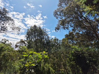 Fototapeta premium these are the native trees in Australia