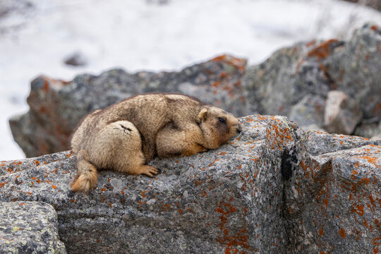 Marmot on sleeping on the rock