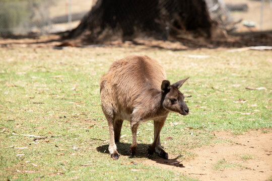 the western grey kangaroo is ready to hop away