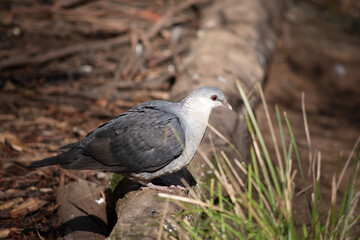 the white headed pigeon is perched on a branch © susan flashman