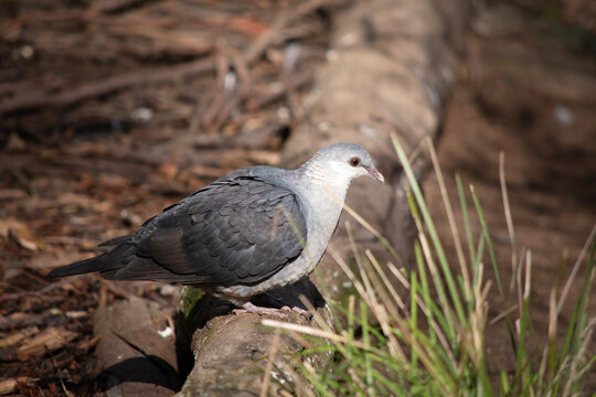 the white headed pigeon is perched on a branch