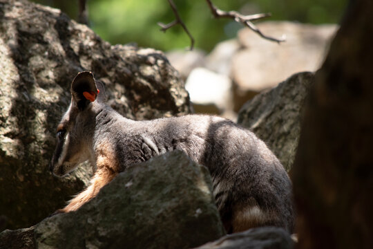 this is a side view of a young yellow footed rock wallaby