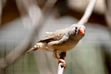 Obraz premium the female zebra finch is perched on a branch