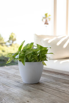 Potted green houseplant is sitting in white ceramic pot on worn wooden table, sunlight streaming