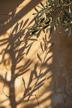 Minimalist organic background with olive leaves and sunlight shadows on plaster