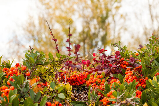 The orange-colored, natural firethorn bush hedge was photographed against a blurred background.