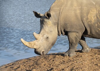 White Rhino Drinking at African Waterhole © Catrin