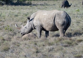 Fototapeta premium White Rhinoceros Grazing on African Savanna Grassland
