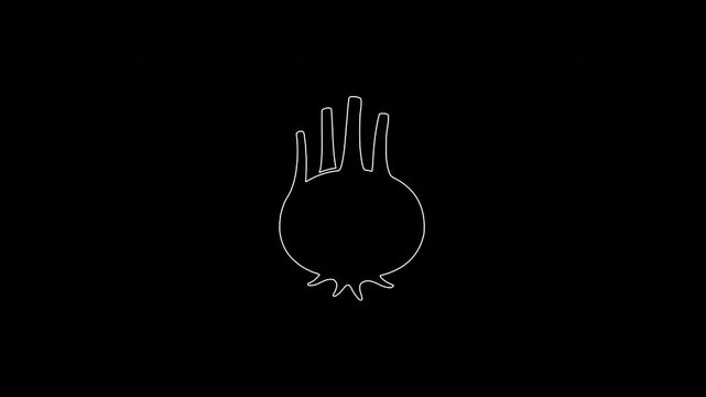 Animated continuous line drawing of fennel vegetable