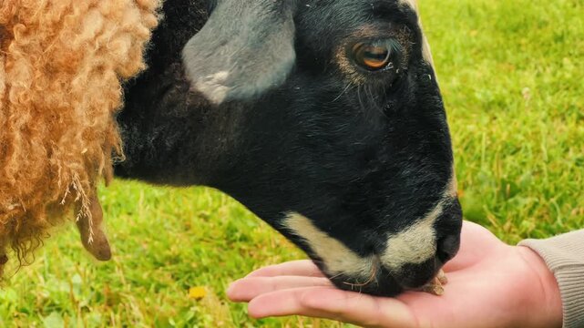 Detailed close-up shot of a sheep eating pellets directly from an open hand outdoors. Perfect for agritourism campaigns, pet food marketing, and farm attraction promo media.