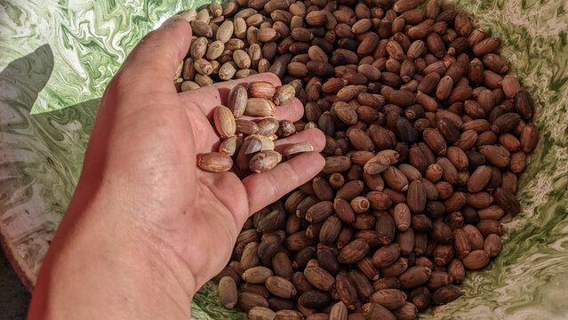 Hand holding dried melinjo seeds or gnetum gnemon in a marble patterned metal bucket, in Indonesia it is often made as a delicious snack.