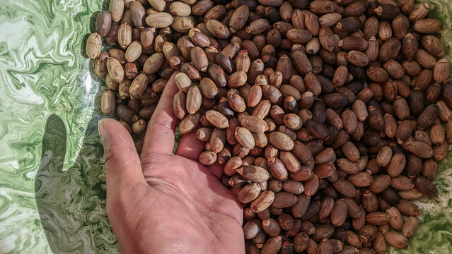 Hand holding dried melinjo seeds or gnetum gnemon in a marble patterned metal bucket, in Indonesia it is often made as a delicious snack.