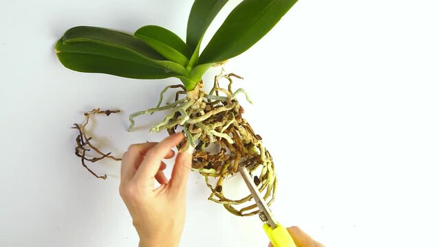 First-person view trimming dried aerial roots from Phalaenopsis with secateurs on white surface in natural light. Depicts orchid sanitation practice, horticultural procedure, and epiphytic plant care.
