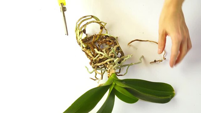 Flat lay of female hands pruning desiccated Phalaenopsis roots with secateurs on white background. Illustrates selective tissue removal, preventive plant care, and orchid maintenance protocol.