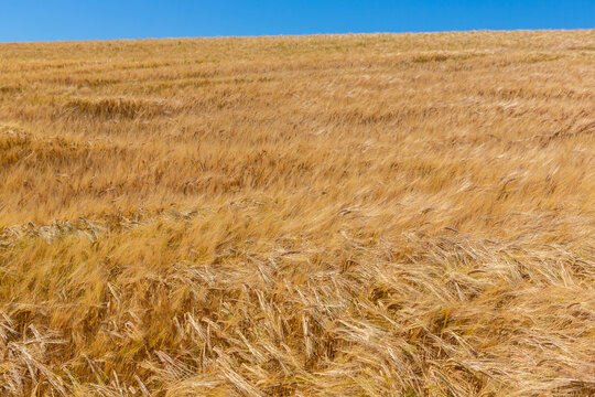 Ripe golden wheat farm field with mature grain heads