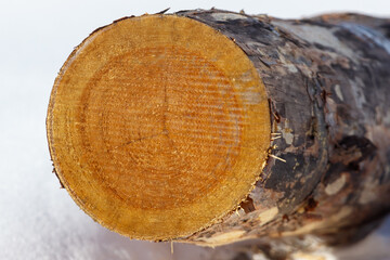 Obraz premium Freshly cut tree trunk shows natural wood grain