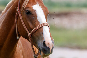 Fototapeta premium Brown horse with white blaze and rope halter