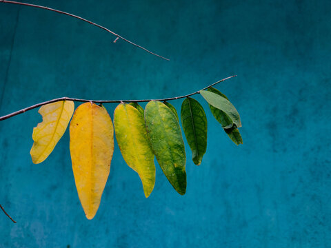 A branch of leaves displaying a gradient from yellow to green hangs against a textured blue wall