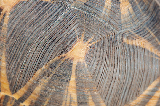 detailed tortoise shell with geometric scute patterns and ridges on the rough brown surface in natural light concept of animal texture, biology background, wildlife patterns