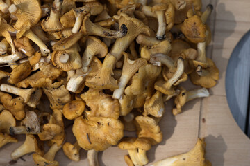 Fototapeta premium Fresh Golden Chanterelle Mushrooms on Wooden Cutting Board Outdoors