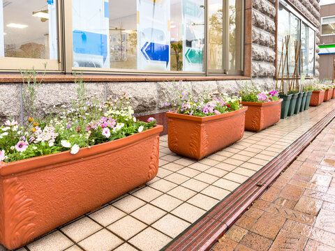 Terracotta planters with spring flowers on wet storefront sidewalk in Himeji, Japan