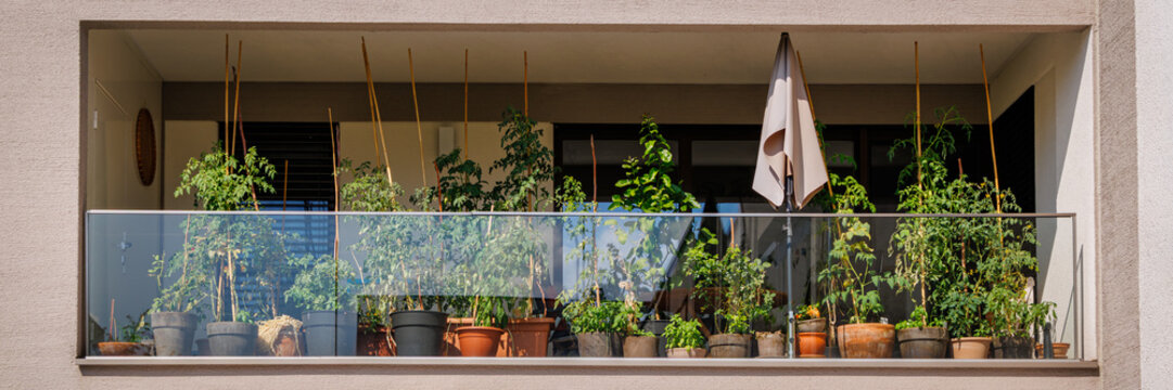 Balcony garden with many plants in pots and a sunshade on a sunny day