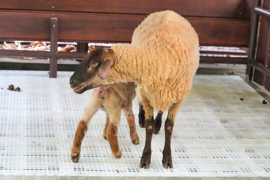 A ewe standing next to her small newborn lamb inside a clean plastic-floored farm pen.