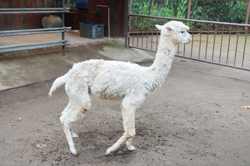 A close-up of fluffy white alpacas standing in an outdoor enclosure. © Alvi Prasetya
