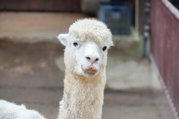 A close-up of fluffy white alpacas standing in an outdoor enclosure. © Alvi Prasetya