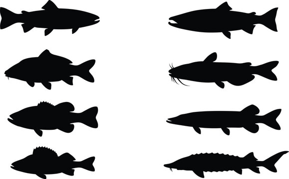 Freshwater fish silhouette vector set featuring bass, trout, catfish, and pike for fishing logo design