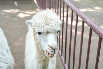 Fototapeta premium A close-up of fluffy white alpacas standing in an outdoor enclosure.