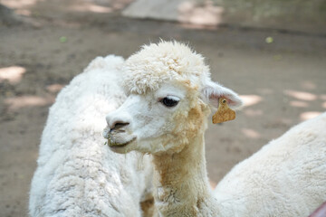 A close-up of fluffy white alpacas standing in an outdoor enclosure. © Alvi Prasetya