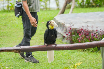 Wreathed hornbills land on a wooden railing during a bird show performance with a handler. © Alvi Prasetya