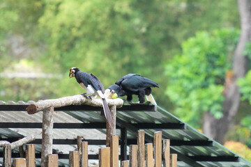 Wreathed hornbills land on a wooden railing during a bird show performance with a handler. © Alvi Prasetya