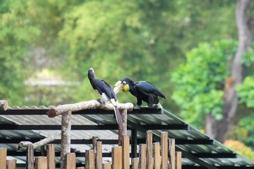 Wreathed hornbills land on a wooden railing during a bird show performance with a handler. © Alvi Prasetya