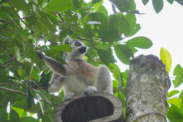 Fototapeta premium A Ring-tailed Lemur on a wooden perch looking up into green tree leaves.