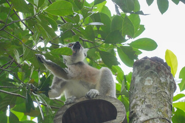 Fototapeta premium A Ring-tailed Lemur on a wooden perch looking up into green tree leaves.