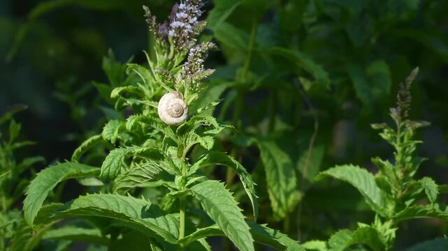 Small snails on flowering mint plants. Close up.