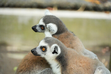 Fototapeta premium Two ring-tailed lemurs sitting close together and looking in the same direction.