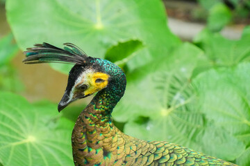 Obraz premium A close-up headshot of a green peafowl or Javanese peafowl in a garden.