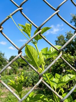 Green plant growing through a chainlink fence under a blue sky.