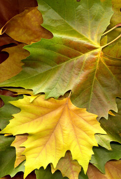 fallen autumn leaves textured background on green, yellow, gold, and brown - top view