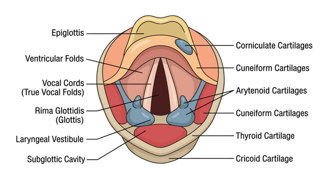 Human Larynx and Vocal Cords Anatomy Diagram with Labels