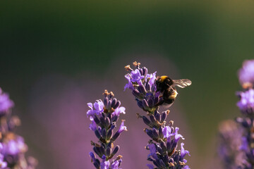 Close-up of a buff-tailed bumblebee (Bombus terrestris) perched on a lavender flower spike, sucking out sweet nectar against a blurred green background with copy space. © Mariia