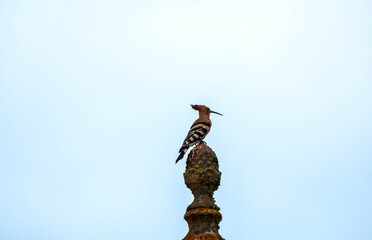 Hoopoe Bird Perched on Ornate Rooftop Finial Against Overcast Gray Sky © Chris Willemsen