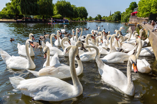 Flock of White Swans on River Avon in Stratford upon Avon, Warwickshire, England, UK