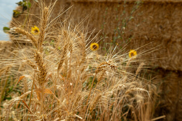 Wheat spikes close-up near dry hay bales on summer agriculture field © Kathrine Andi