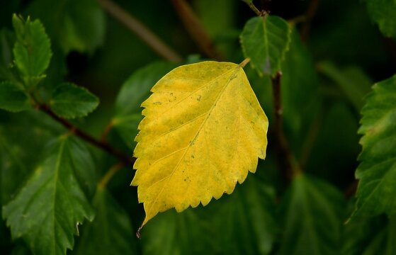 Yellow elm leaf with jagged edges on a natural green background.
